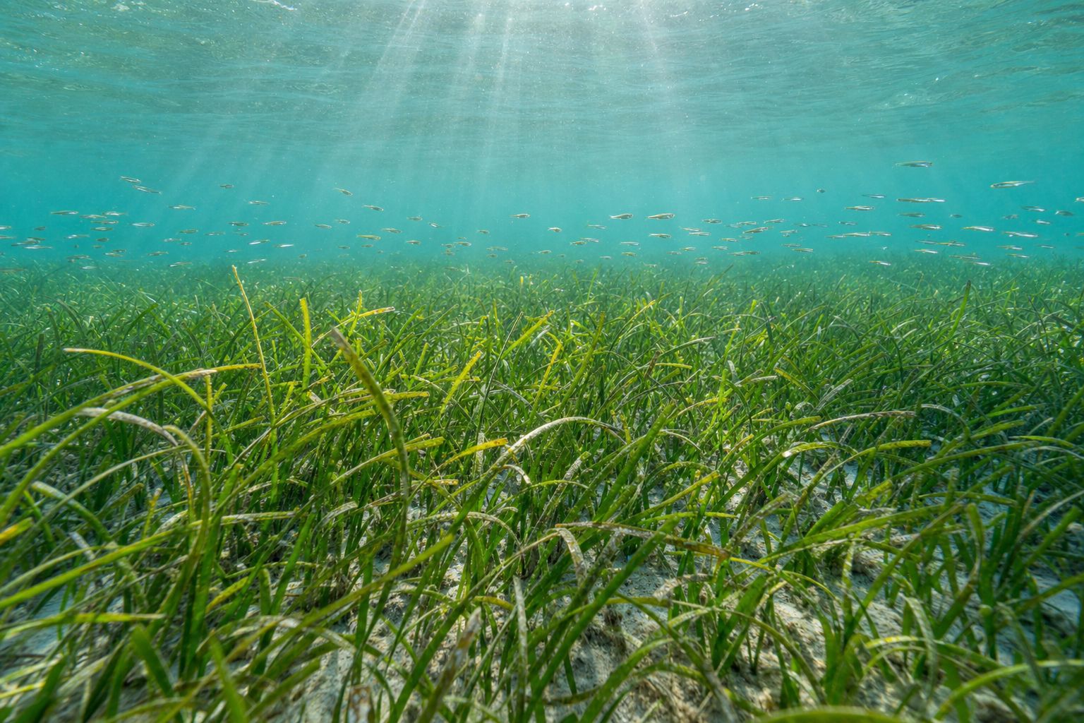 Underwater view of healthy shoal grass meadow with baitfish
